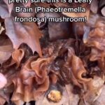 Alexis Nikole Nelson Instagram – Spicy times in the woods 🤣 Found a lot of familiar friends (Enokis, Turkey Tails, Oysters) and some new ones, like this Leafy Brain 🧠 
Jelly fungi are not the faves of friends who are iffy on wiggly foods, but I think they’re fun and add some RAD textures to dishes! Ohio