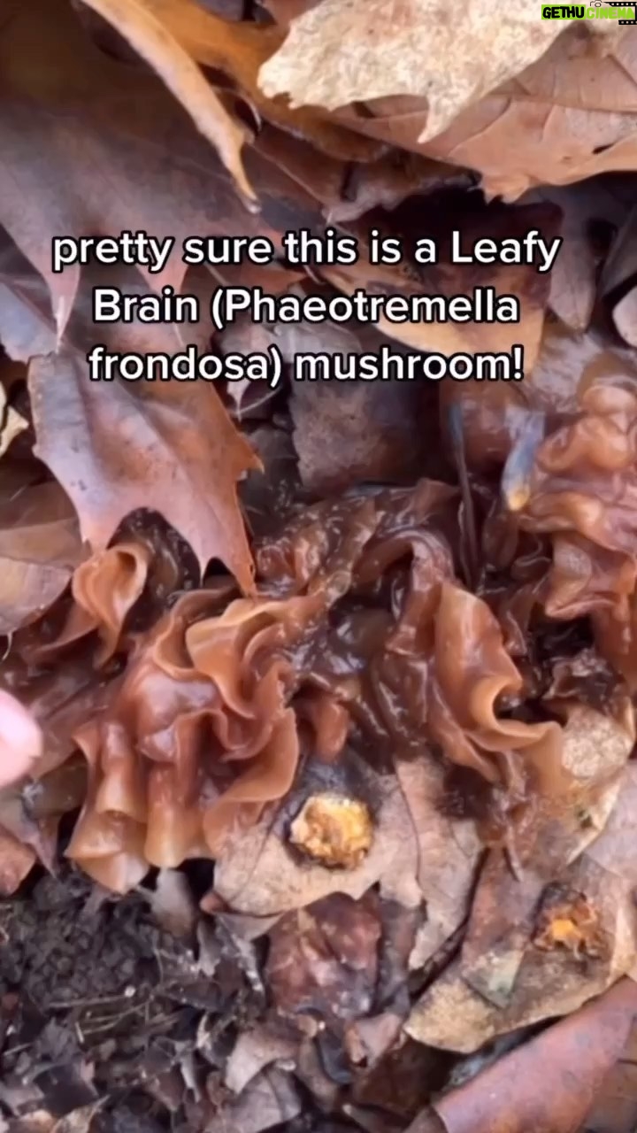 Alexis Nikole Nelson Instagram - Spicy times in the woods 🤣 Found a lot of familiar friends (Enokis, Turkey Tails, Oysters) and some new ones, like this Leafy Brain 🧠 Jelly fungi are not the faves of friends who are iffy on wiggly foods, but I think they’re fun and add some RAD textures to dishes! Ohio