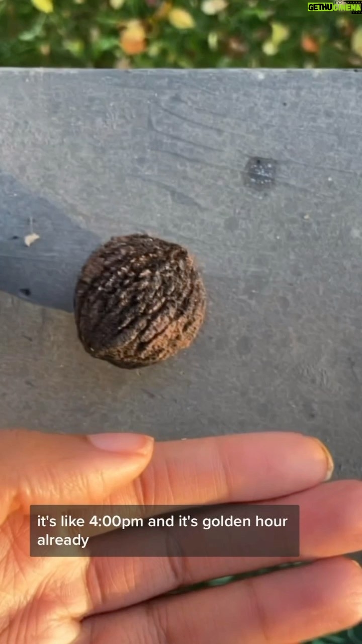 Alexis Nikole Nelson Instagram - Shelling up a STORM of Black Walnuts (Juglans nigra) ahead of big meal making. It’s my first time hosting a holiday dinner! Wish me luck!! 🤣