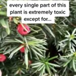Alexis Nikole Nelson Instagram – I got so many DMs about Yew arils, and realized this video I made never made the jump from tiktok to IG last month!

I still consider Yew to be something of an intermediate forage, as the consequences of eating a wrong part of a Taxus surpasses “stomachache likely” and lives in the realm of “you might die?” 

That feels like an weird thing for me to tell other folks to grab a handful of to put in their face holes 🤣