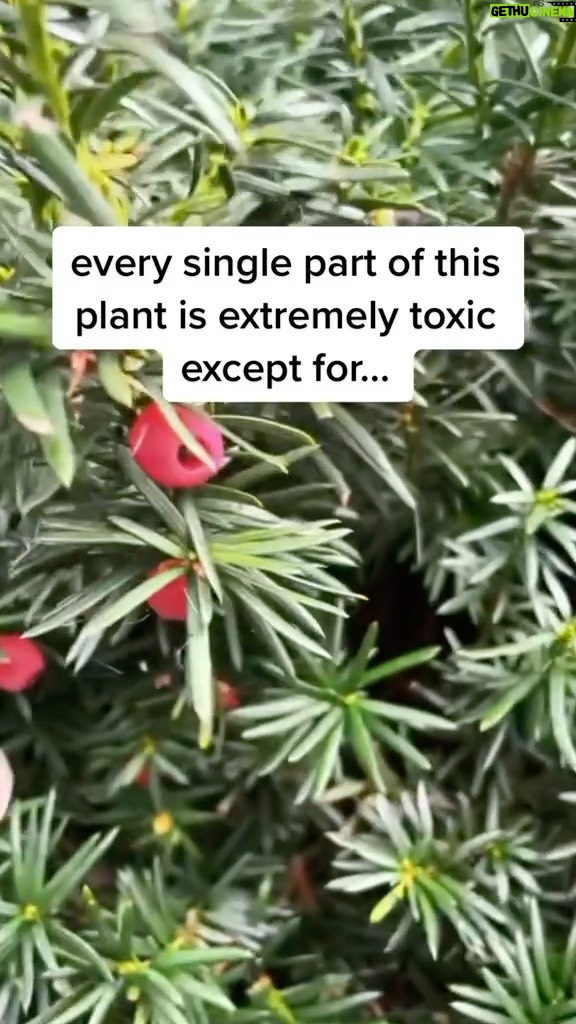 Alexis Nikole Nelson Instagram - I got so many DMs about Yew arils, and realized this video I made never made the jump from tiktok to IG last month! I still consider Yew to be something of an intermediate forage, as the consequences of eating a wrong part of a Taxus surpasses “stomachache likely” and lives in the realm of “you might die?” That feels like an weird thing for me to tell other folks to grab a handful of to put in their face holes 🤣