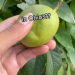 Alexis Nikole Nelson Instagram - IF I GET ONE MORE PASSIVE AGGRESSIVE DM ABOUT WHETHER THESE ARE RIPE (they are 🤣) IM CANCELLING THIS WHOLE ACCOUNT!! TURNING THE WHOLE CAR AROUND!! 😆 PLS LOOK UP MAYPOP (another name for sweet, chilly bby Passiflora incarnata) and LEAVE OUR KIND, MIDWESTERN, YELLOW-GREEN FRUIT ALONE 😆