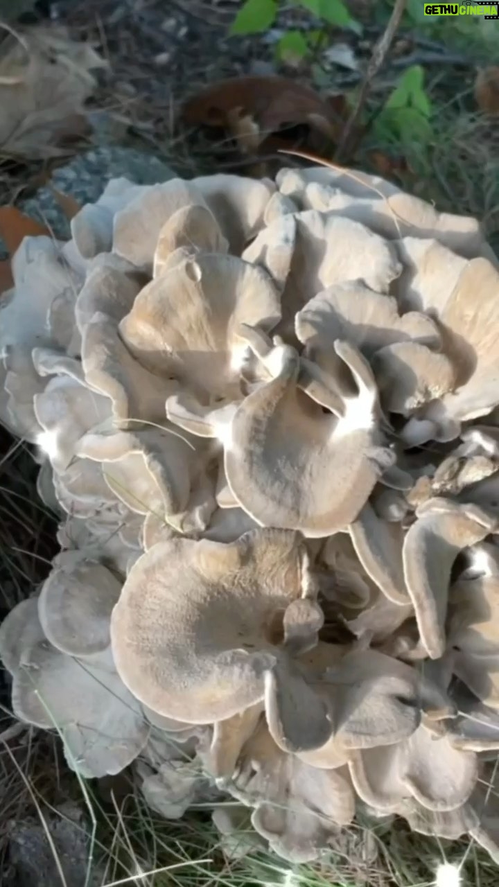 Alexis Nikole Nelson Instagram - HAPPY NATIONAL MUSHROOM DAY!! 🍄✨ and bless @bestgirlfridaynyc for carrying a knife in her car for surprise Hens!! 🤣 About to take off for old Columbus town, full of so much NYC love! See you again real soon, Biggest Apple! 🍎