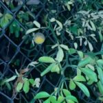 Alexis Nikole Nelson Instagram – CITRUS in PENNSYLVANIA?? Meet Citrus/Poncirus trifoliata aka the Hardy Orange! Brought the the US by colonists to use as fencing and a source of pectin, these guys are still surprisingly widespread across north america! Theyre originally from China and northern Korea (with the super rad “flying dragon” variety hailing from Japan!) Do you have one of these in your area? You may be surprised to see you do! Check an app like iNaturalist to see if someone in your neck of the woods has tagged one! While the rinds are fragrant, they are BITTER when raw, hence why im fermenting mine! The juice is WONDERFUL if you love sour things (like i doooo), and can be used in place of lemon juice in just about anything!