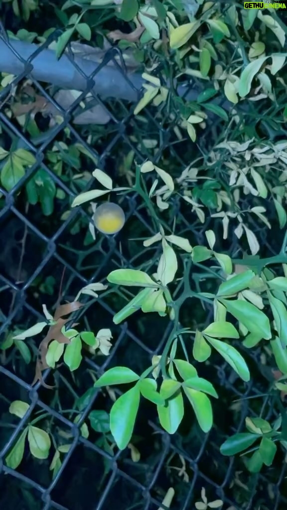 Alexis Nikole Nelson Instagram - CITRUS in PENNSYLVANIA?? Meet Citrus/Poncirus trifoliata aka the Hardy Orange! Brought the the US by colonists to use as fencing and a source of pectin, these guys are still surprisingly widespread across north america! Theyre originally from China and northern Korea (with the super rad “flying dragon” variety hailing from Japan!) Do you have one of these in your area? You may be surprised to see you do! Check an app like iNaturalist to see if someone in your neck of the woods has tagged one! While the rinds are fragrant, they are BITTER when raw, hence why im fermenting mine! The juice is WONDERFUL if you love sour things (like i doooo), and can be used in place of lemon juice in just about anything!