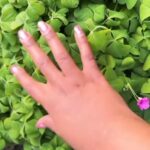 Alexis Nikole Nelson Instagram - I said I wasn’t going to make any videos while in Italy but then there was GIANT PINK SORREL (Oxalis articulata) at @nataniahoffman and @zilvinas_br’s wonderful wedding 😭💖🌸 shoutout to the beautiful moment of @fischer.tenor’s singing I managed to capture! Tuscany, Italy