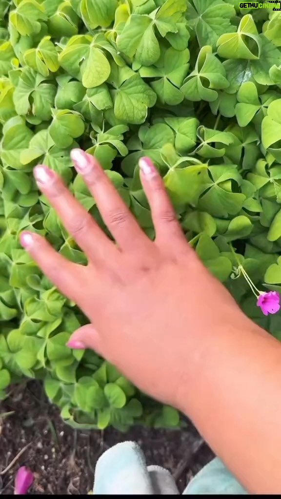 Alexis Nikole Nelson Instagram - I said I wasn’t going to make any videos while in Italy but then there was GIANT PINK SORREL (Oxalis articulata) at @nataniahoffman and @zilvinas_br’s wonderful wedding 😭💖🌸 shoutout to the beautiful moment of @fischer.tenor’s singing I managed to capture! Tuscany, Italy