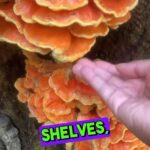 Alexis Nikole Nelson Instagram – How to identify Chicken of the Woods on this autumnal #NationalMushroomDay 🍄🍂