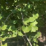 Alexis Nikole Nelson Instagram – Roasted Ginkgo Nut Time!!! Columbus, Ohio