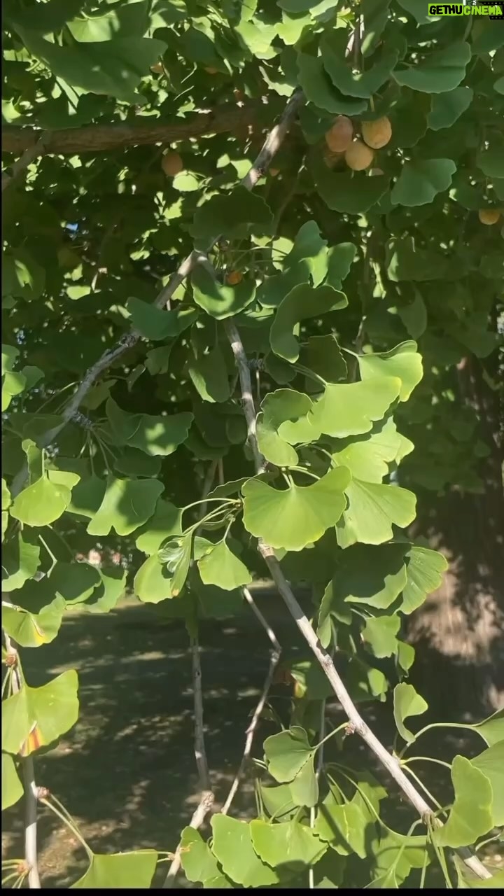 Alexis Nikole Nelson Instagram - Roasted Ginkgo Nut Time!!! Columbus, Ohio