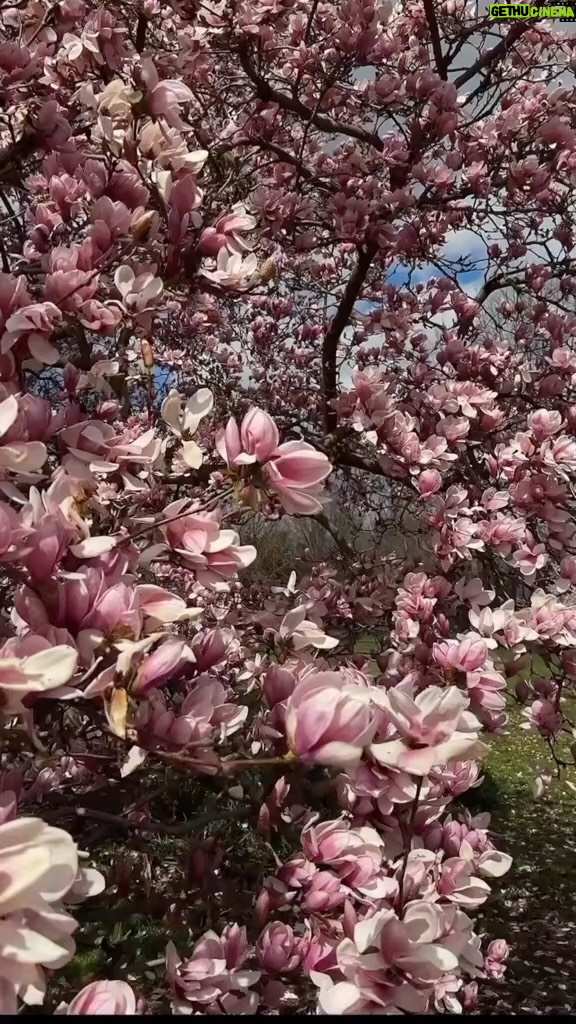 Alexis Nikole Nelson Instagram - Measurements below if ya want em 🌸✨💖 My Thiccc Magnolia Syrup 1 cup water 1.5 cups sugar 4 cups of loosely packed, fragrant magnolia petals Magnolia Snap Cookies 3.25 cups all-purpose flour 1 cup vegan butter (like Earth Balance) 1.5 cups of brown sugar ¾ cups of My Thiccc Magnolia Syrup 1 tablespoon baking soda 1 tablespoon of vanilla extract (or Nocino if you have some lying around! I prefer it!) 2 teaspoons of cinnamon Sugar for rolling Optional: 1 tablespoon frozen grated magnolia petals (freeze the unopened flowers whole and grate as needed!) ALSO Optional: if you freshly made your syrup, save some of the sugary, jammy petals to roll into the center of the cookies! Ohio