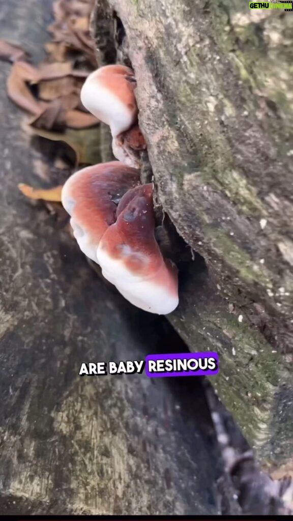 Alexis Nikole Nelson Instagram - The BEST mushroom jerky (imo!!) is made with Resinous Polypore, aka Ischnoderma resinosum!