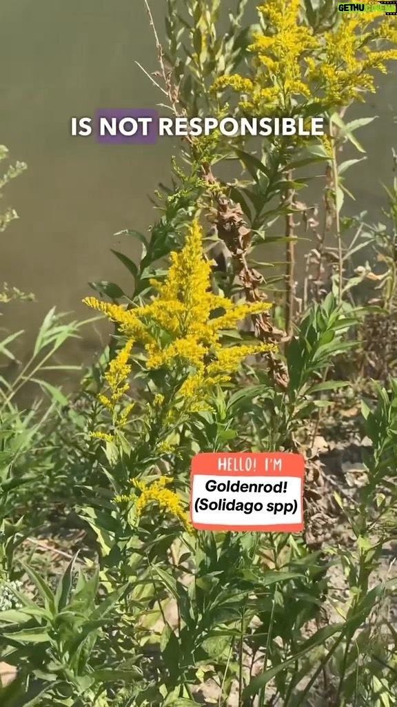 Alexis Nikole Nelson Instagram - I CANT STOP SNEEZING AND THE ROOF OF MY MOUTH IS ITCHY AND I KNOW RAGWEED IS SUCH A KEYSTONE SPECIES BUT DEAR LORDT LEAVE MY NASAL CAVITY ALONE