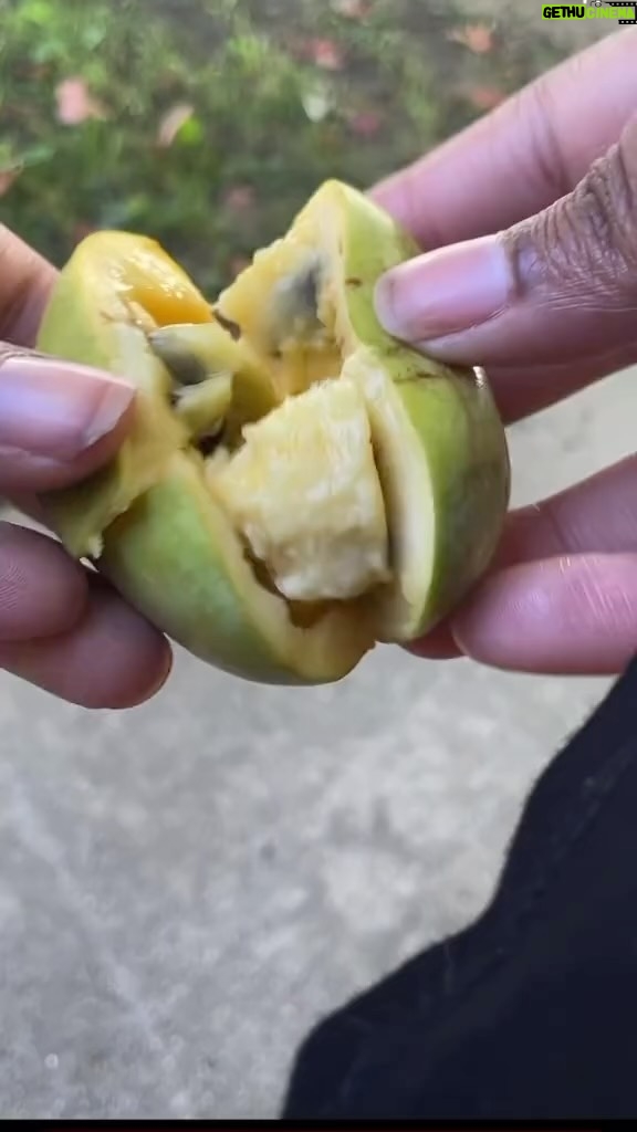 Alexis Nikole Nelson Instagram - ITS PAWPAW SEASON YALL!!