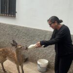 Anabel Pantoja Instagram - Hoy gracias a esta experiencia tan maravillosa en @la_dehesa_experiences @bamboo.planet nos han llevado la finca LOS MONTES COMUNALES DE ADAMUZ 💚 a ver ciervas y venaos. Nos esperaba JOAQUÍN guarda y guía aparte de vecino súper amable y simpático que nos enseñó y explicó todo sobre estos animales. Gracias por darme la sopresa y presentarme al mismo BAMBI, en persona es una hembra de 3 meses que su perdió a su mamá, y la están cuidando para soltarla en el campo cuando esté más adulta. GRACIAS @ayto_adamuz 🙏🏼 🥹❤️‍🩹 Montes Comunales