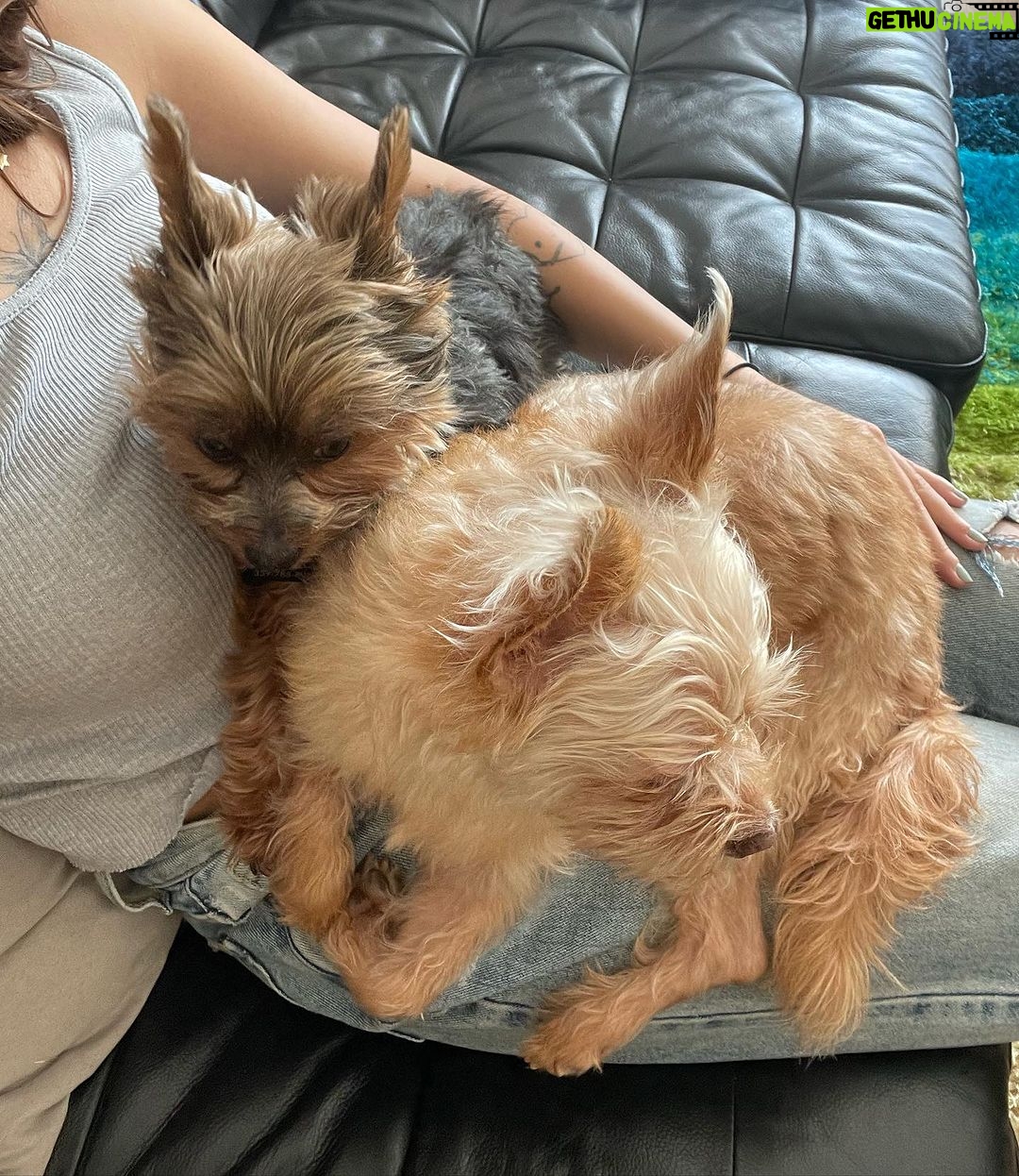 Andrea Russett Instagram - bitch i’m a mutha! MEET TEDDY 🥹🫶🏼 he’s so strange. he’s so perfect. Los Angeles, California