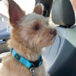 Andrea Russett Instagram - bitch i’m a mutha! MEET TEDDY 🥹🫶🏼 he’s so strange. he’s so perfect. Los Angeles, California