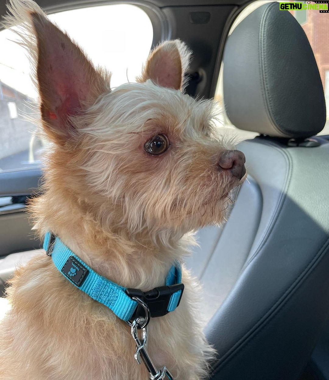 Andrea Russett Instagram - bitch i’m a mutha! MEET TEDDY 🥹🫶🏼 he’s so strange. he’s so perfect. Los Angeles, California