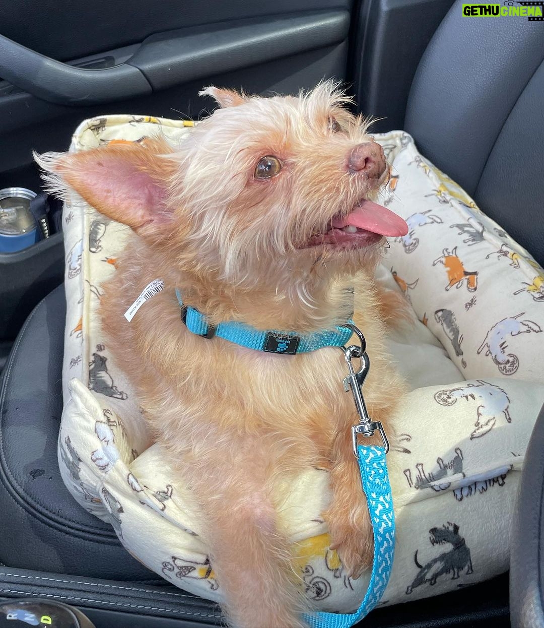 Andrea Russett Instagram - bitch i’m a mutha! MEET TEDDY 🥹🫶🏼 he’s so strange. he’s so perfect. Los Angeles, California
