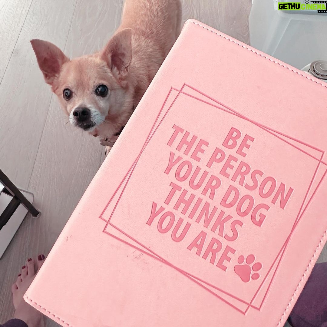 Anjali Bhimani Instagram - Just a reminder that you can aspire to greatness today. @charleythebestdog and I believe in you. . . . . . . . . #rescuepets #charleythebestdog #inspiration #sundayinspiration #iamfunsize Los Angeles, California