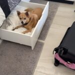 Anjali Bhimani Instagram - Well, I WAS gonna unpack but this drawer is full…OF CUTENESS. 😍🐕❤️ #charley #charleythebestdog #rescuepup #dogsofinstagram #puppylove #dogmomlife Orange County, California