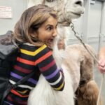 Anjali Bhimani Instagram - Is it FURsday yet? Allow me to bless your feed with some nerdy ass voice actors (including a tiny Indian) and a lovely no drama llama. You’re welcome. @caesarthenodramallama please come to every place I ever go for the rest of my life. Portland Oregon