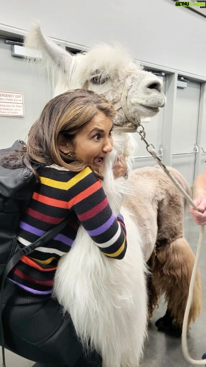 Anjali Bhimani Instagram - Is it FURsday yet? Allow me to bless your feed with some nerdy ass voice actors (including a tiny Indian) and a lovely no drama llama. You’re welcome. @caesarthenodramallama please come to every place I ever go for the rest of my life. Portland Oregon