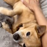 Anjali Bhimani Instagram - HAPPY NATIONAL DOG DAY! In honor of this special day, @charleythebestdog wanted to send you all a special video because let’s face it, dogs make everything better. #NationalDogDay #charleydog #charleyboo #rescuepup #lovemyboo #myhappyplace❤ #littleguy #snugglebug #happymama #myboo #bestdog #bestboy #bestboi #charleythebestdog #chipom #pomeranianmix #chihuahuamix #dogmomlife #dogmomsofinstagram #dogmomAF #dogmoms #anjalibhimani #chipoms #loveourboo #furryfriend #furbaby #furbabylove