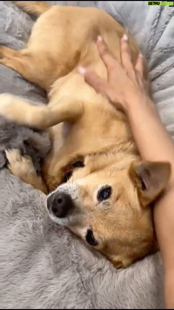 Anjali Bhimani Instagram - HAPPY NATIONAL DOG DAY! In honor of this special day, @charleythebestdog wanted to send you all a special video because let’s face it, dogs make everything better. #NationalDogDay #charleydog #charleyboo #rescuepup #lovemyboo #myhappyplace❤ #littleguy #snugglebug #happymama #myboo #bestdog #bestboy #bestboi #charleythebestdog #chipom #pomeranianmix #chihuahuamix #dogmomlife #dogmomsofinstagram #dogmomAF #dogmoms #anjalibhimani #chipoms #loveourboo #furryfriend #furbaby #furbabylove