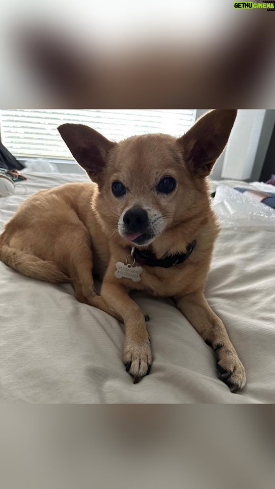 Anjali Bhimani Instagram - News Flash: @charleythebestdog is still ridiculously adorable! #charleythebestdog #charley #dogs #dogsofinstagram #doglife #dogmom #dogmomaf #funnydogs #doglove #dogstagram #anjalibhimani Los Angeles, California