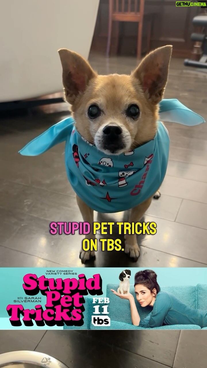 Anjali Bhimani Instagram - Just one more reminder ICYMI not to miss Stupid Pet Tricks today on @tbsnetwork with @sarahkatesilverman !!! And check out our post from yesterday to see @charleythebestdog ‘s not-so-stupid but very cute little trick as a warmup for the show (plus see what other adorable goodies Charley got from the show)! 2 pm PST today on TBS! #stupidpettricks #charleythrbestdog #animallovers #gifted