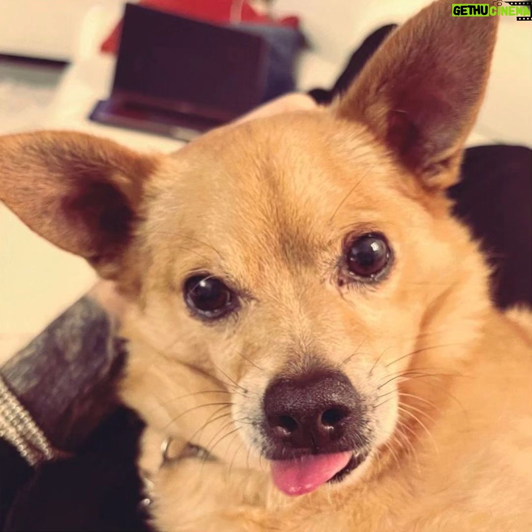 Anjali Bhimani Instagram - We take Tongue Out Tuesday very seriously in this family. π
ππΎπ©· #tongueouttuesday #charleydog #charleythebestdog #rescuepup #whosavedwho #puppylove #dogmomaf Los Angeles, California