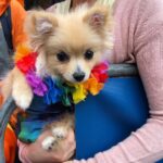 Annie Murphy Instagram - Yappy Pride, dawgs! #pride Toronto, Ontario