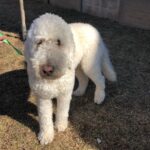 Annie Murphy Instagram - Just found this sweet dumb-dumb running down Roncesvalles at Wright Ave. If anyone knows where he belongs, please let me know! . ANNNNND he’s not as dumb as he looks and lead me back to his house SO EVERYBODY CAN RELAX.