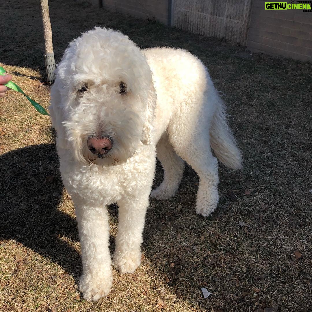 Annie Murphy Instagram - Just found this sweet dumb-dumb running down Roncesvalles at Wright Ave. If anyone knows where he belongs, please let me know! . ANNNNND he’s not as dumb as he looks and lead me back to his house SO EVERYBODY CAN RELAX.