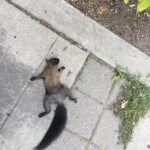 Annie Murphy Instagram - Death position cuteness goals.