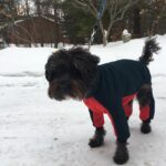 Annie Murphy Instagram – Idiot brother-in-law somehow out-idioting himself one scuba suit at a time. Manotick