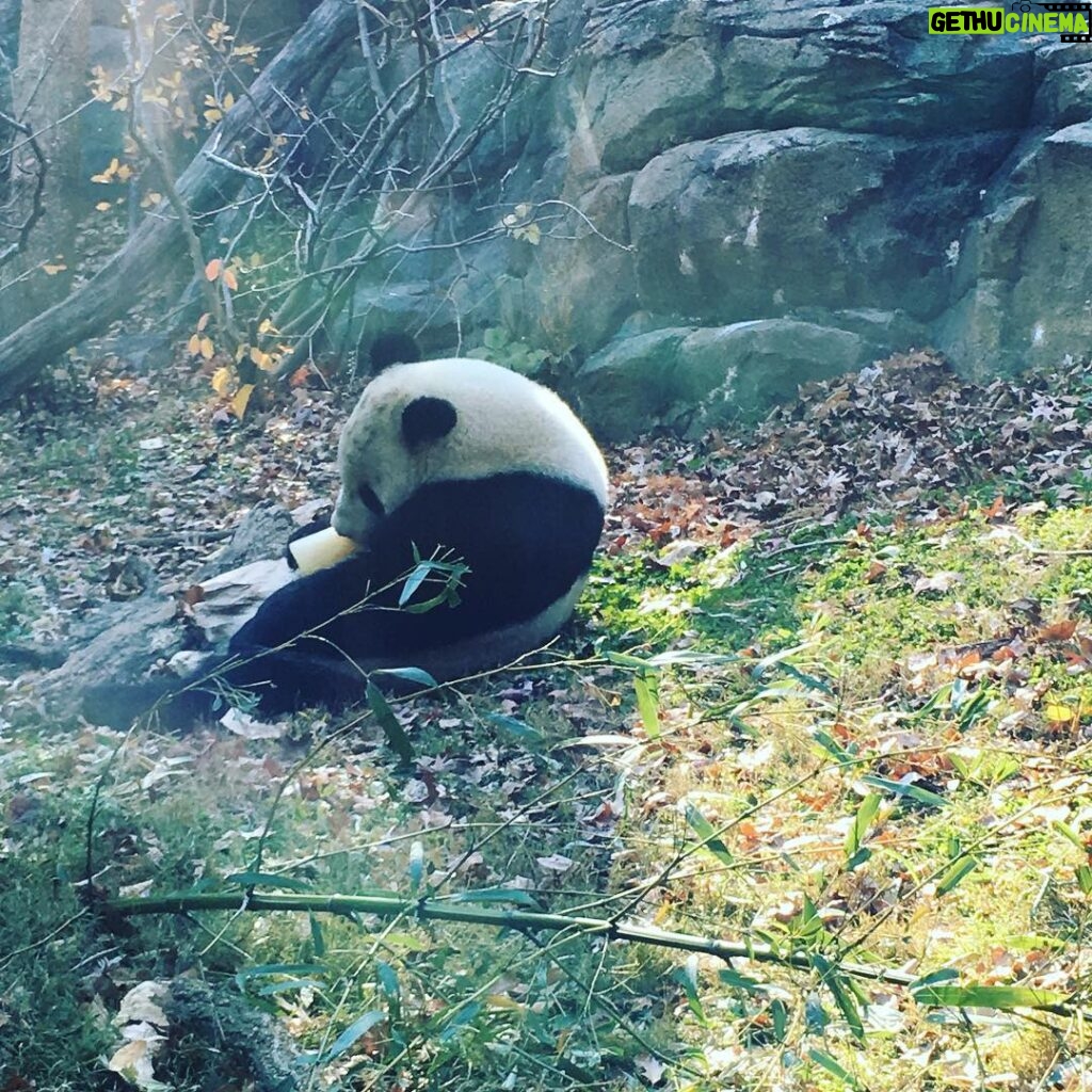 Annie Murphy Instagram - When you fall asleep drinking your bottle of milk because you're just a big dumb teenaged baby. Smithsonian’s National Zoo and Conservation Biology Institute