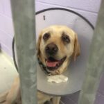 Annie Murphy Instagram - I came SO close to adopting this googly doofus today, but had to talk myself out of it because I'm not home enough right now. If anyone in Toronto is in the market for a best bud, Carling is waiting at the Toronto Humane Society recovering from a successful surgery on his eyeballs! If you're the lucky person that adopts him, please tell me and let me come over for all of the snuggles. @toronto_humane_society