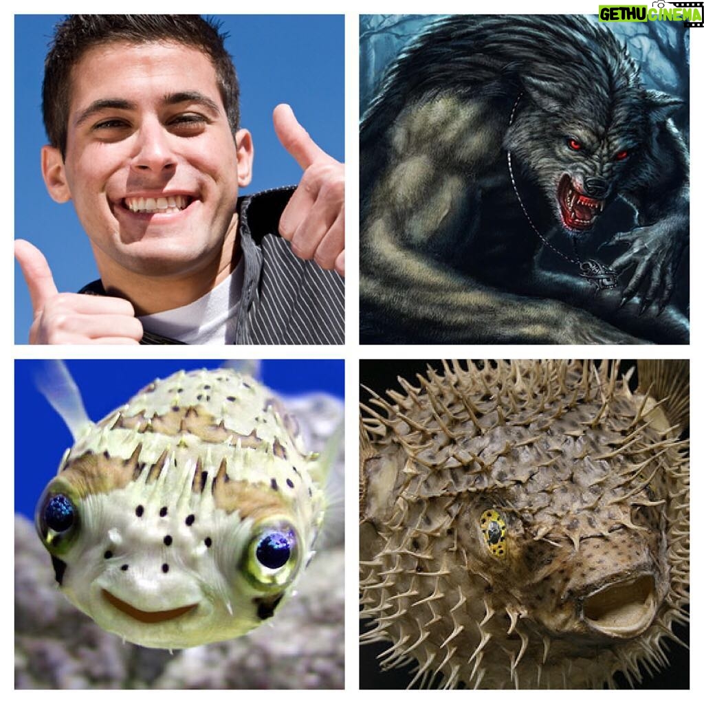 Annie Murphy Instagram - Some visual aid just to really hit the humour home. Really think this thing has Ellen-virality written all over it. The joke: Blowfish - the werewolves of the sea. (!!!!!!!!!!!!!!)