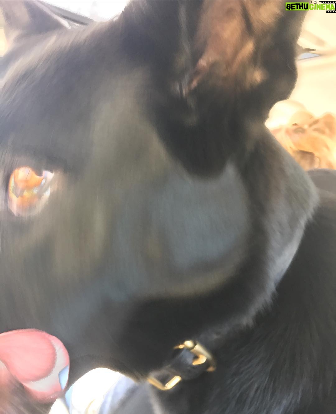 Annie Murphy Instagram - This is an actual picture I took of a normal dog today. @_pippstagramm_