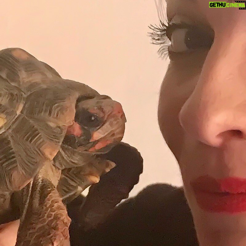 Annie Murphy Instagram - I like turtles.