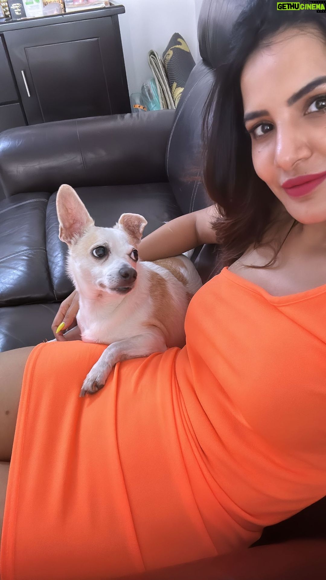 Ashu Reddy Instagram - RajuGadu❤️❤️ #adoptpleasedontshop #lovemorepets #unconditional #petsarefamily #ashureddy @operationkindness I'm thankful to you guys always!!