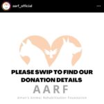 Ashu Reddy Instagram – Let’s be the voice for the voiceless, I have done my part, please donate to help these pets to get better health and find their forever homes!! If we can’t do it, who will do it for them? PLEASE 🙏🏻 #ashureddy #kindnessmatters #letshelp #petsarefamily @aarf_official we are with you always!! 😊🫶🏻❤️ #pleasedonateasmuchasyoucan ❣️