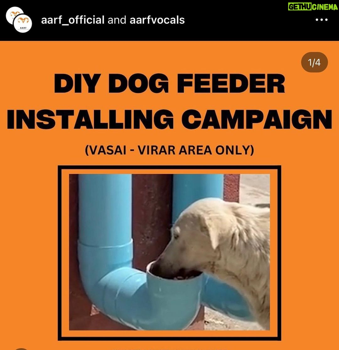 Ashu Reddy Instagram - Let's be the voice for the voiceless, I have done my part, please donate to help these pets to get better health and find their forever homes!! If we can't do it, who will do it for them? PLEASE ππ» #ashureddy #kindnessmatters #letshelp #petsarefamily @aarf_official we are with you always!! ππ«Άπ»β€οΈ #pleasedonateasmuchasyoucan β£οΈ