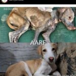 Ashu Reddy Instagram – Let’s be the voice for the voiceless, I have done my part, please donate to help these pets to get better health and find their forever homes!! If we can’t do it, who will do it for them? PLEASE 🙏🏻 #ashureddy #kindnessmatters #letshelp #petsarefamily @aarf_official we are with you always!! 😊🫶🏻❤️ #pleasedonateasmuchasyoucan ❣️
