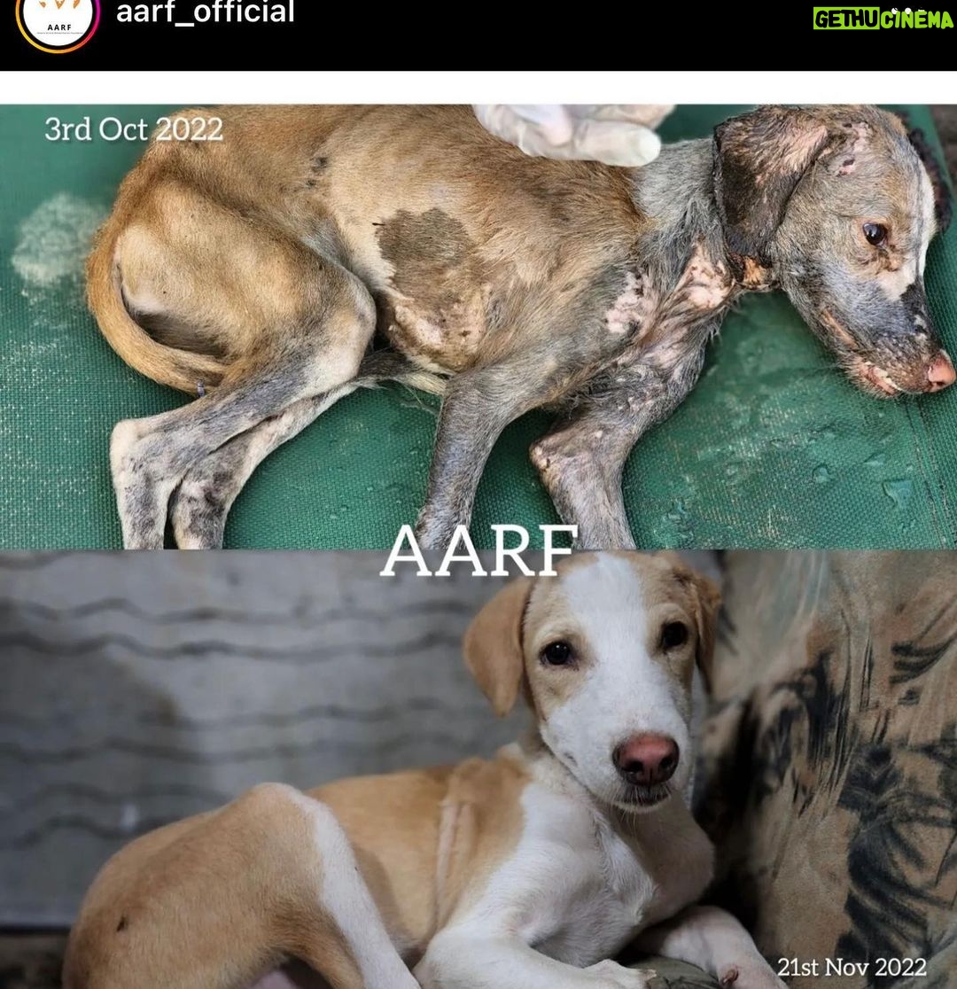 Ashu Reddy Instagram - Let's be the voice for the voiceless, I have done my part, please donate to help these pets to get better health and find their forever homes!! If we can't do it, who will do it for them? PLEASE ππ» #ashureddy #kindnessmatters #letshelp #petsarefamily @aarf_official we are with you always!! ππ«Άπ»β€οΈ #pleasedonateasmuchasyoucan β£οΈ