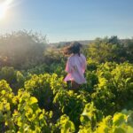 Aybüke Pusat Instagram - Üzümünü ye bağını sorma.. 🧃🍇🍷 Bozcaada