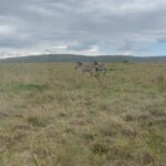 Berta Vázquez Instagram - ❤️ 🦒 Maasai Mara