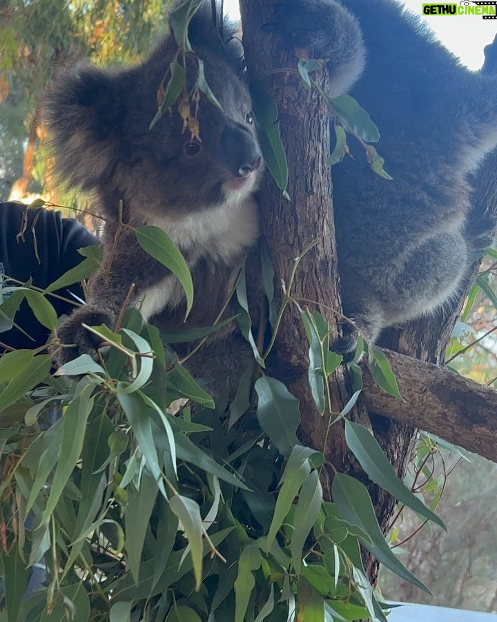 Bianca Crawford Instagram - 🐨 Thank you for this amazing experience! @westernaustralia #EliminationChamber Perth, Western Australia